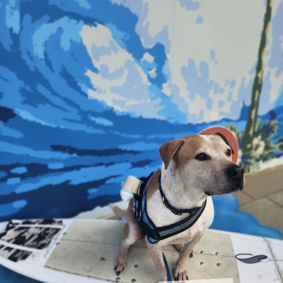 Meet Your Posher, Tamra - Picture 2 of 12